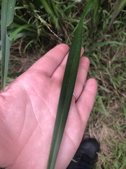 Dianella longifolia