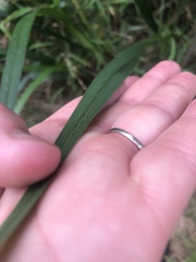 Dianella longifolia