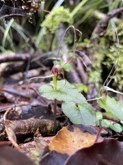 Corybas acuminatus