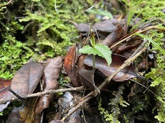 Corybas acuminatus