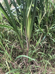 Dianella longifolia