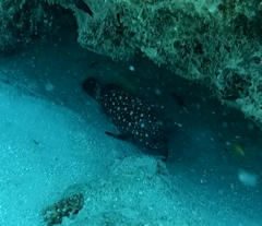 Epinephelus coeruleopunctatus