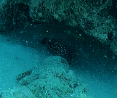 Epinephelus coeruleopunctatus