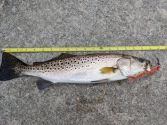 Cynoscion nebulosus