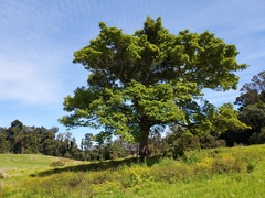 Gmelina leichhardtii
