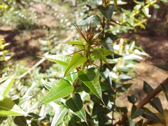 Podolobium aciculiferum