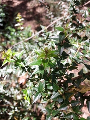 Podolobium aciculiferum