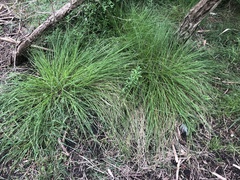 Carex inversa