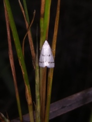 Leptosteges vestaliella