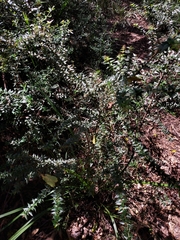 Podolobium aciculiferum