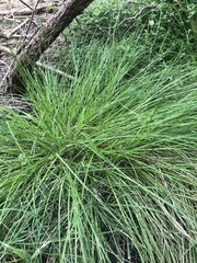 Carex inversa