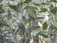 Ruscus aculeatus