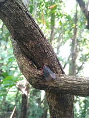 Kalidasa lanata