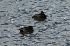 Aythya novaeseelandiae