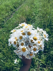 Tripleurospermum maritimum