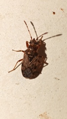 Rhyparochromidae
