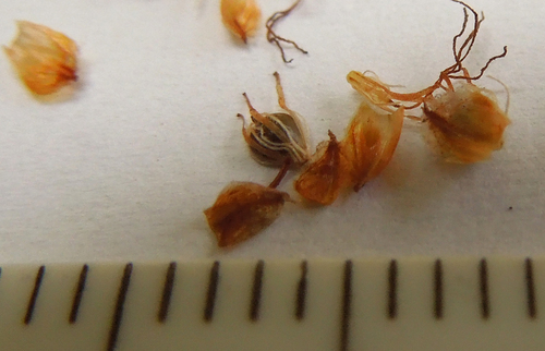 Schoenoplectus tabernaemontani