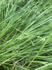 Carex inversa