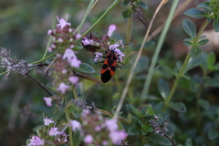 Tropidothorax leucopterus