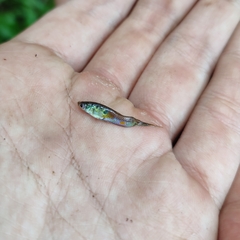 Poecilia reticulata