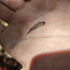 Poecilia reticulata