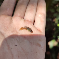 Poecilia reticulata