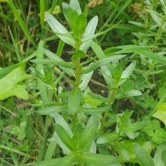 Lythrum hyssopifolia