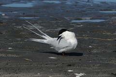 Sterna striata striata