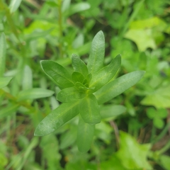 Lythrum hyssopifolia