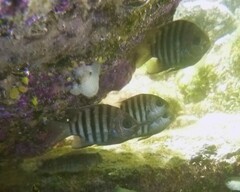 Abudefduf bengalensis