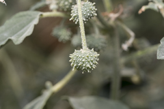 Chrozophora tinctoria