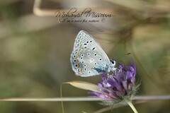 Polyommatus celina
