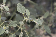 Chrozophora tinctoria