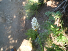 Bistorta bistortoides