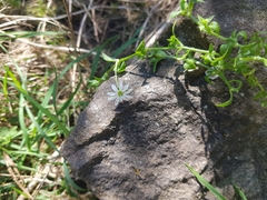 Stellaria flaccida