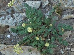 Lomatium martindalei