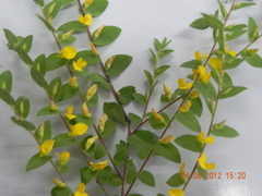 Crotalaria hebecarpa