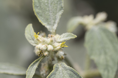 Chrozophora tinctoria