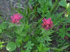Castilleja parviflora oreopola