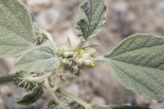 Chrozophora tinctoria