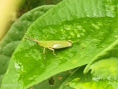 Tagasta marginella
