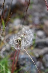 Taraxacum arcticum