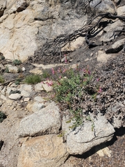 Penstemon newberryi