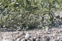 Chrozophora tinctoria