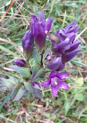 Gentianella germanica