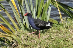 Porphyrio melanotus melanotus