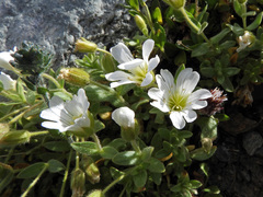 Cerastium alpinum