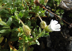 Cerastium alpinum