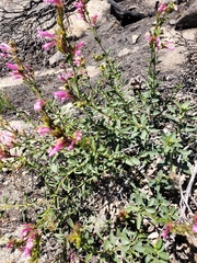 Penstemon newberryi