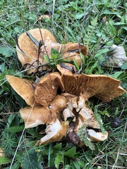 Lactarius helvus